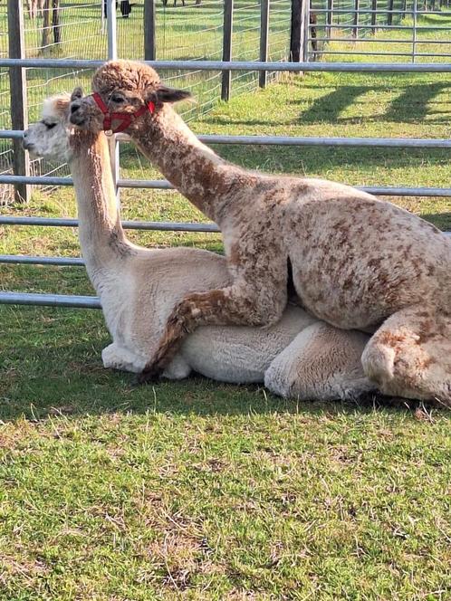 Alpaca merrie, Dieren en Toebehoren, Overige Dieren, Vrouwelijk, Mei