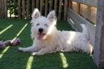 Westie pups (west highland white terriër), Dieren en Toebehoren, België, Overige rassen, CDV (hondenziekte), 8 tot 15 weken