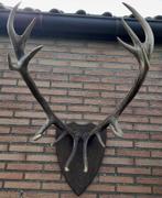 Groot gewei van een hert, Ophalen, Hert, Gewei of Kop