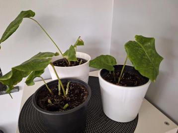 Plantenruilkast Dendermonde, Enlèvement, Ficus
