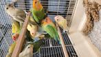 Verschillende roseicollis, Dieren en Toebehoren, Vogels | Parkieten en Papegaaien