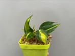 Philodendron brasil, Huis en Inrichting, Kamerplanten, Overige soorten, Minder dan 100 cm, Halfschaduw, In pot