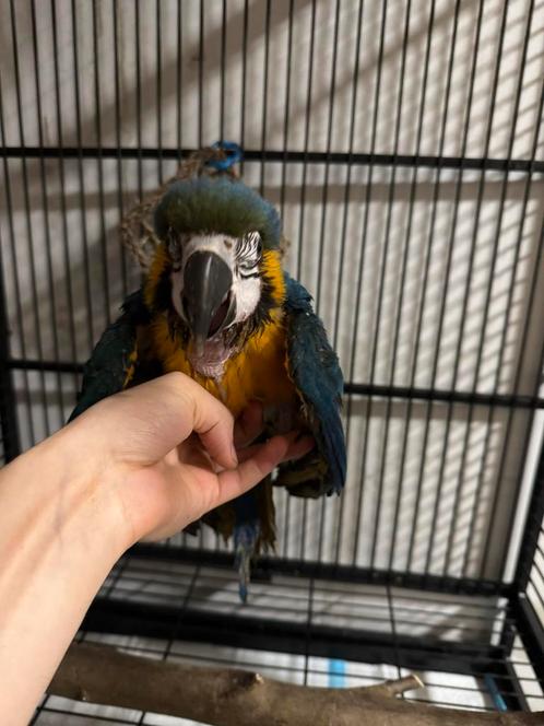 Jonge ara vrouwelijk met kooi, Dieren en Toebehoren, Pluimvee