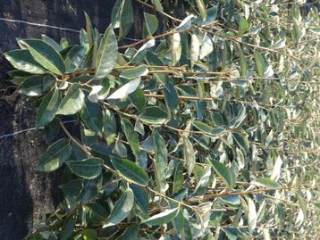 Elaeagnus Ebbingei , Zilverbes , Olijfwilg  beschikbaar voor biedingen