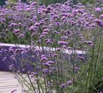 Verbena, ijzerhard, Ophalen, Zomer, Vaste plant, Volle zon