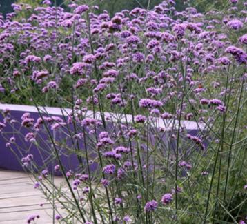 Verbena, ijzerhard beschikbaar voor biedingen