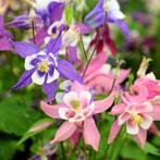 Aquilegia ‘Biedemeier’, Ophalen, Lente, Vaste plant