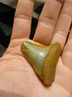 Isurus plicatis haaientand, Enlèvement ou Envoi