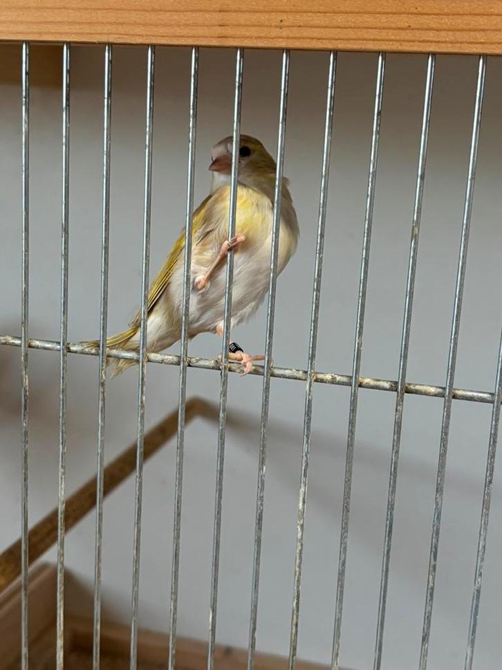 Sijzen ( bruin pastel - 1x man wildkleur ), Dieren en Toebehoren, Vogels | Kanaries