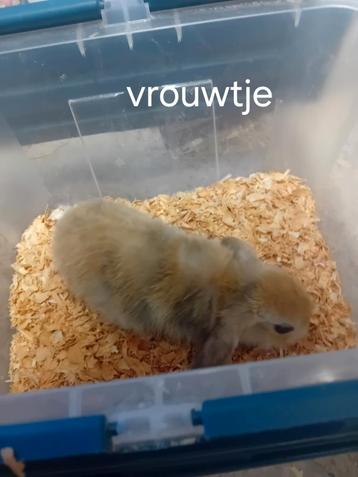 Hangoor konijn  beschikbaar voor biedingen