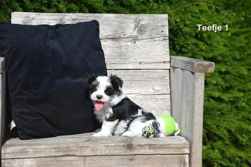 Prachtige Biewer Yorkshire Terriër pupjes, Dieren en Toebehoren, Honden | Jack Russells en Terriërs, Meerdere dieren, Yorkshire Terriër