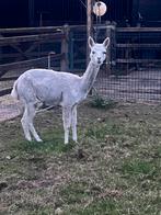 Te koop merrie van 8/22, Dieren en Toebehoren, Augustus, Vrouwelijk