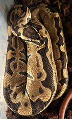 Ball python1.0 Enchi fire DH 50% axanthic TSK lavender albin, Animaux & Accessoires, Reptiles & Amphibiens, Serpent, Domestique