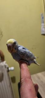 Ondulee  a nourrir, Animaux & Accessoires