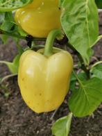 5 zaden White cloud - witte paprika - biologische teelt, Tuin en Terras, Verzenden, Voorjaar, Volle zon, Zaad