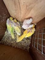 Halsband parkieten albino, lutino en 2 bond, Dieren en Toebehoren, Vogels | Parkieten en Papegaaien, Meerdere dieren, Dwergpapegaai of Agapornis