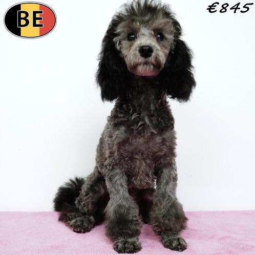 Zilvergrijze Dwergpoedel pups (Belgisch), Dieren en Toebehoren, Honden | Chihuahua's en Gezelschapshonden, Meerdere dieren, Poedel