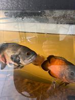 grote vissen 4 oscars en 3 plecos, Vis, Zoetwatervis