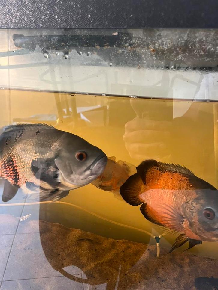 grote vissen 4 oscars en 3 plecos, Dieren en Toebehoren, Vissen | Aquariumvissen, Zoetwatervis, Vis