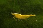 Yellow Neon Neocaridina garnalen, Dieren en Toebehoren, Vissen | Aquariumvissen, Kreeft, Krab of Garnaal, Zoetwatervis, Schoolvis