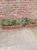 6 heesters, Tuin en Terras, Planten | Struiken en Hagen, Ophalen