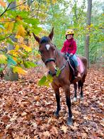 Poney Brave D également pour calèche, Jument