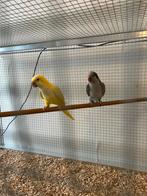 Conure souris, Dieren en Toebehoren, Ophalen