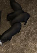 Gottinger varkens(gratis), Animaux & Accessoires, Moutons, Chèvres & Cochons, Mâle