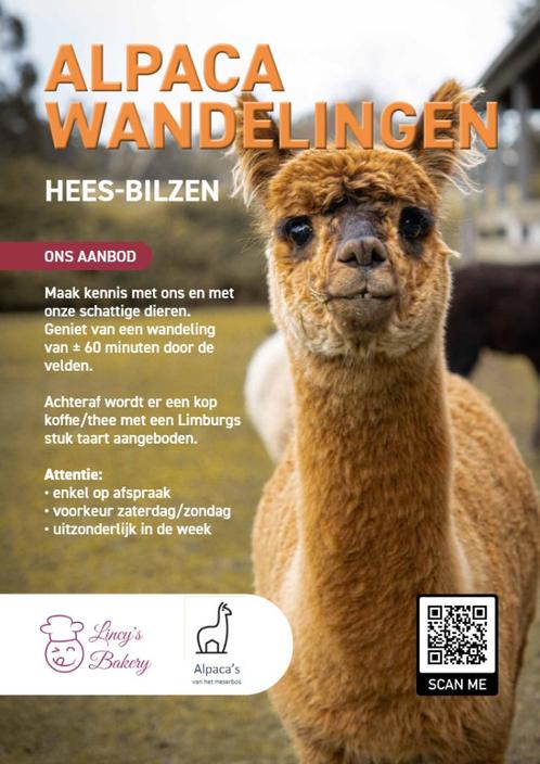 Alpaca wandelling, Dieren en Toebehoren, Overige Dieren, Geslacht onbekend
