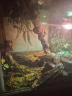 Boa constrictor, Animaux & Accessoires, Enlèvement