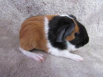 Twee mooie babycavia's (gladharig) beschikbaar voor biedingen