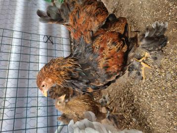 Brahma kriel haantje meerzomig goudpatrijs (+ evt hen)  beschikbaar voor biedingen