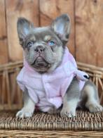 Franse bulldog pup (teefje), België, Fokker | Hobbymatig, 8 tot 15 weken, CDV (hondenziekte)