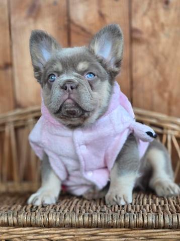 Franse bulldog pup (teefje) beschikbaar voor biedingen