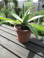 Agave americana ‘Variegata’, Tuin en Terras, Vaste plant, Ophalen of Verzenden, Overige soorten, Bloeit niet