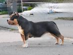PRACHTIG AMERICAN BULLY TEEFJE, Dieren en Toebehoren, Nederland, 15 weken tot 1 jaar, Overige rassen, Eén hond