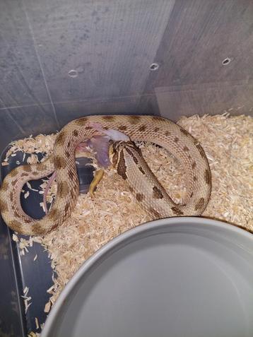 1.0 conda 100%het lavender beschikbaar voor biedingen