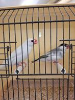 Rijstvogels tentoonstellinskwaliteit, Dieren en Toebehoren
