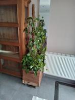 Plante verte à donner, Enlèvement ou Envoi