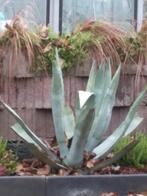 Aloë Vera te koop 1m hoog, Tuin en Terras, Bloembollen en Zaden, Ophalen