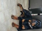 rottweiler, Dieren en Toebehoren, België, Particulier, 15 weken tot 1 jaar, Reu