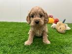Nestje Cockapoo pups, België, CDV (hondenziekte), 8 tot 15 weken, Meerdere