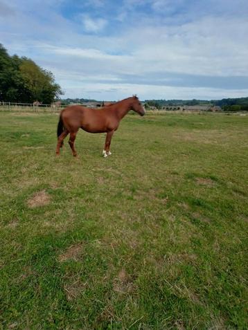 Mooie brave merrie, 160 à 165 cm, Vermifugé, Non dressé, Cheval de saut