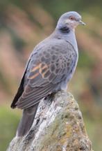 wilde duiven te koop, Dieren en Toebehoren, Vogels | Duiven, Meerdere dieren, Overige soorten