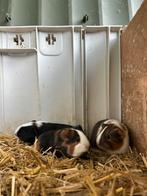 Lieve jonge cavia’s, Dieren en Toebehoren, Knaagdieren, Cavia