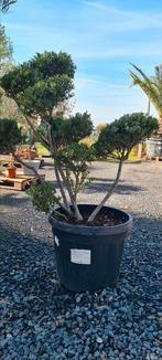 Ilex Green Bonsai Crenata ponpon, Ophalen, Halfschaduw