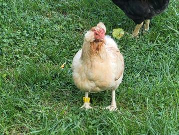 Trio araucana , bolstaart, toefjes, groene eieren beschikbaar voor biedingen