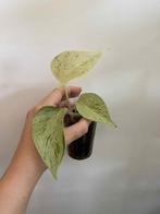 Epipremnum pinnatum marble queen, Enlèvement ou Envoi