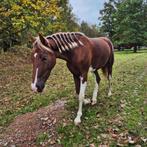 Halve stal / verzorger gezocht voor jonge merrie, Dieren en Toebehoren, Paarden, Merrie, Minder dan 160 cm, Zadelmak, 3 tot 6 jaar