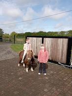 Shetland pony Lotje, Dieren en Toebehoren, Pony's, Merrie, Zadelmak, A pony (tot 1.17m), 11 jaar of ouder